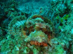 raggy scorpionfish maumere Sony T30 by Chin2 Law 